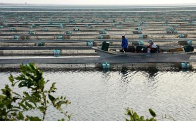 水產養殖用EM菌調節水質的多重益處